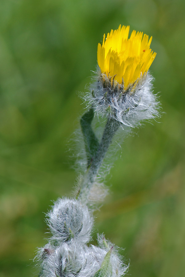 Hieracium villosum / Sparviere villoso
